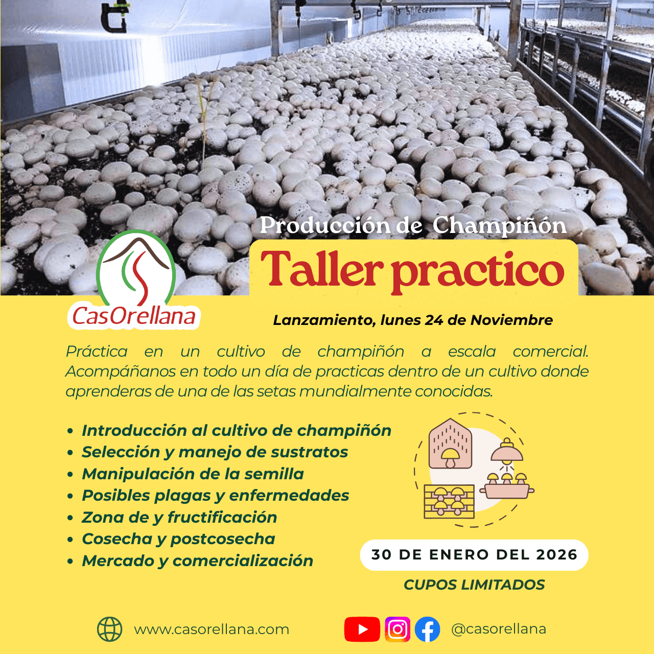 Taller practico champiñón